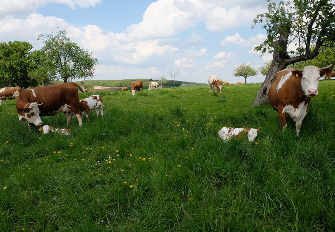 Bioland-Milchviehbetrieb in Nordwürttemberg sucht HofnachfolgerInnen