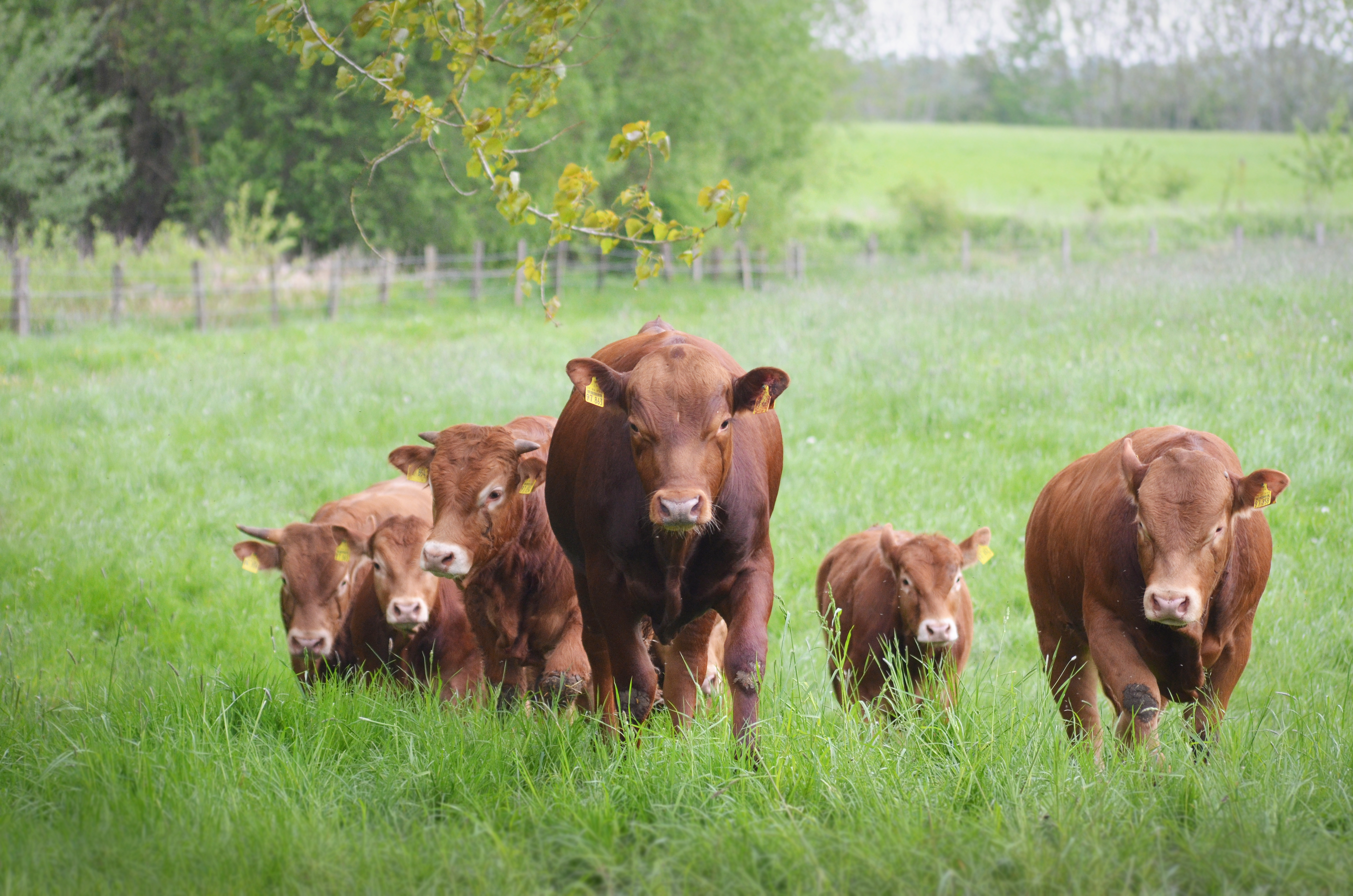 Biobetrieb in SH zu verpachten