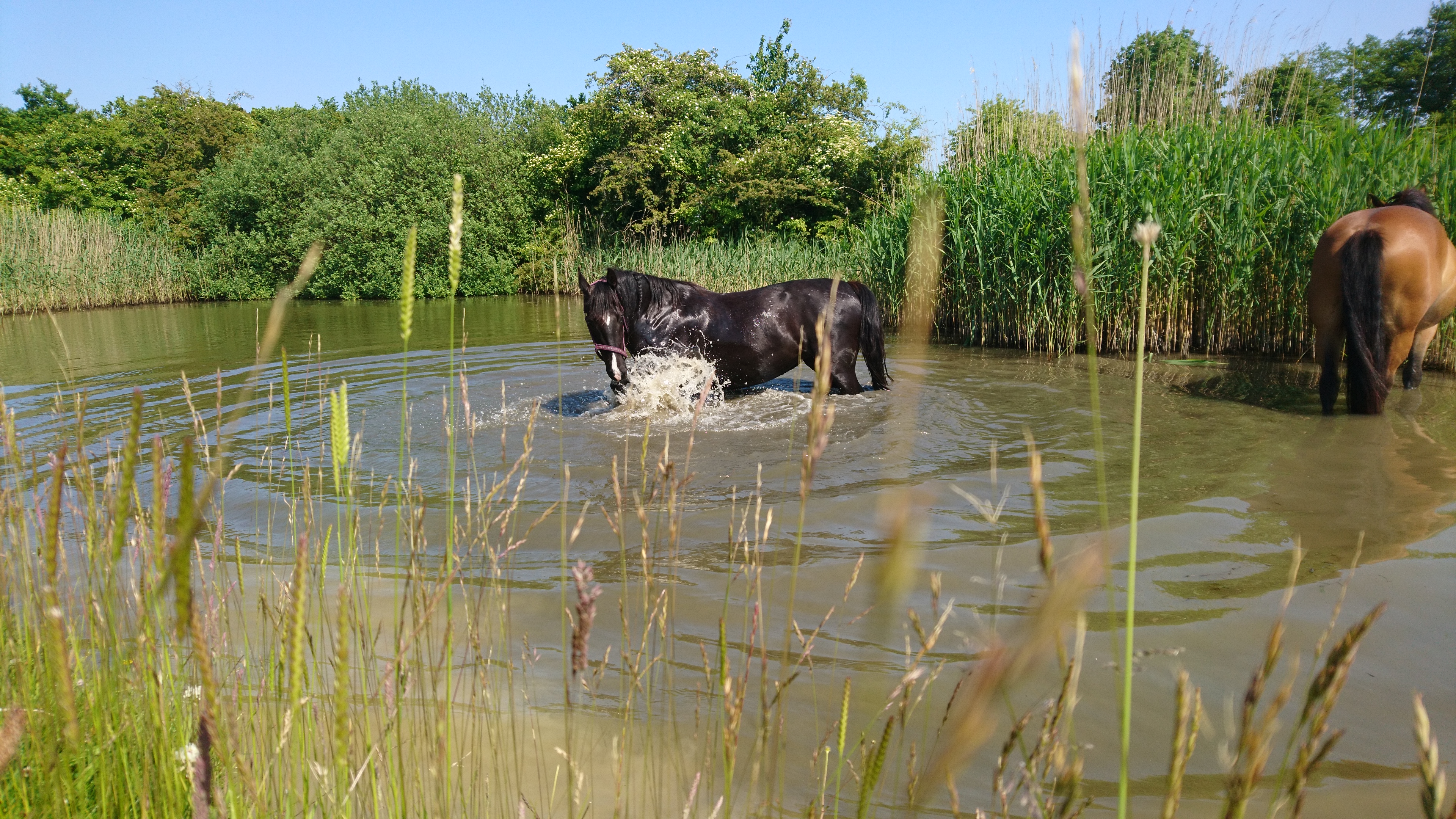Wir suchen Menschen mit dem Wunsch nach eigenverantwortlicher Selbstständigkeit im Bereich Gemüsebau, Landwirtschaft und Hof-Pflege