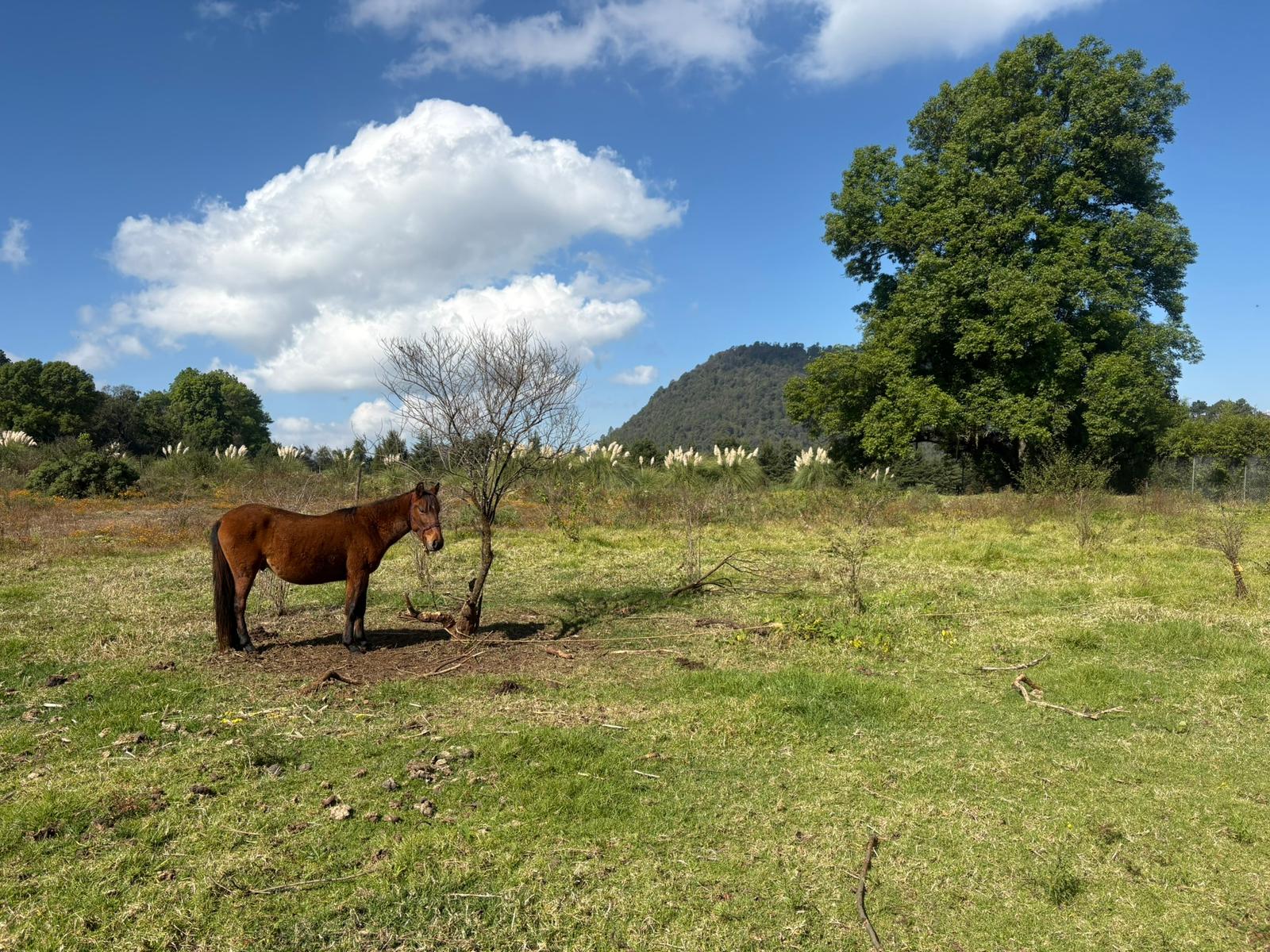 🌿 Hof zur langfristigen Pacht in Valle de Bravo, Estado de México 🌿