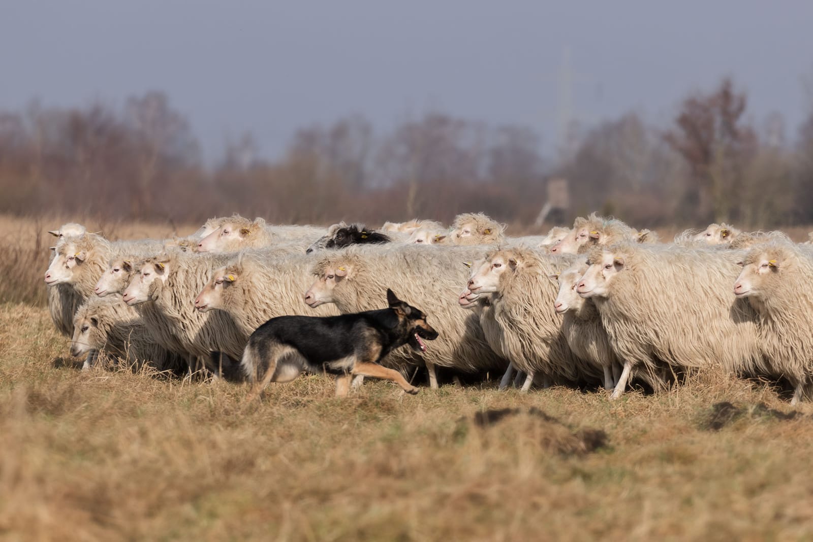Schäferei sucht Pächter oder Betriebsleitung
