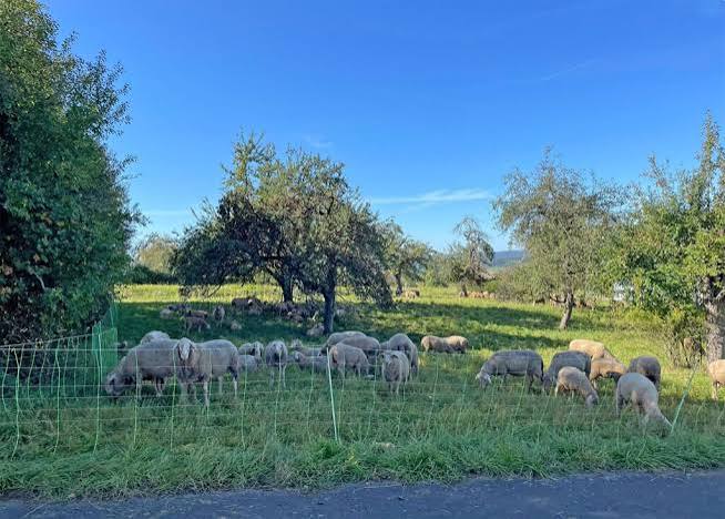 Startklarer Landschaftspflege-Betrieb mit Weidetieren sucht Nachfolge